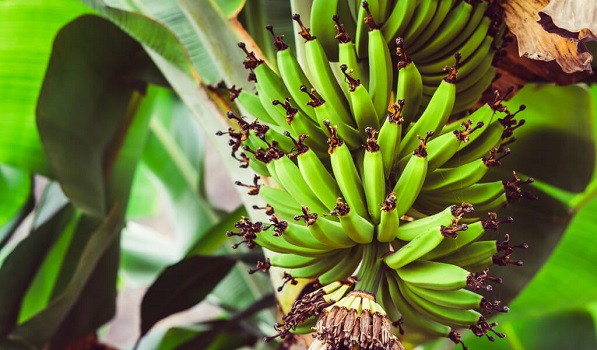 A generosidade da Natureza nas frutas 