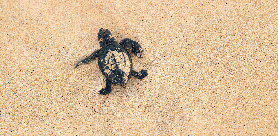 The release of sea turtles from captivity