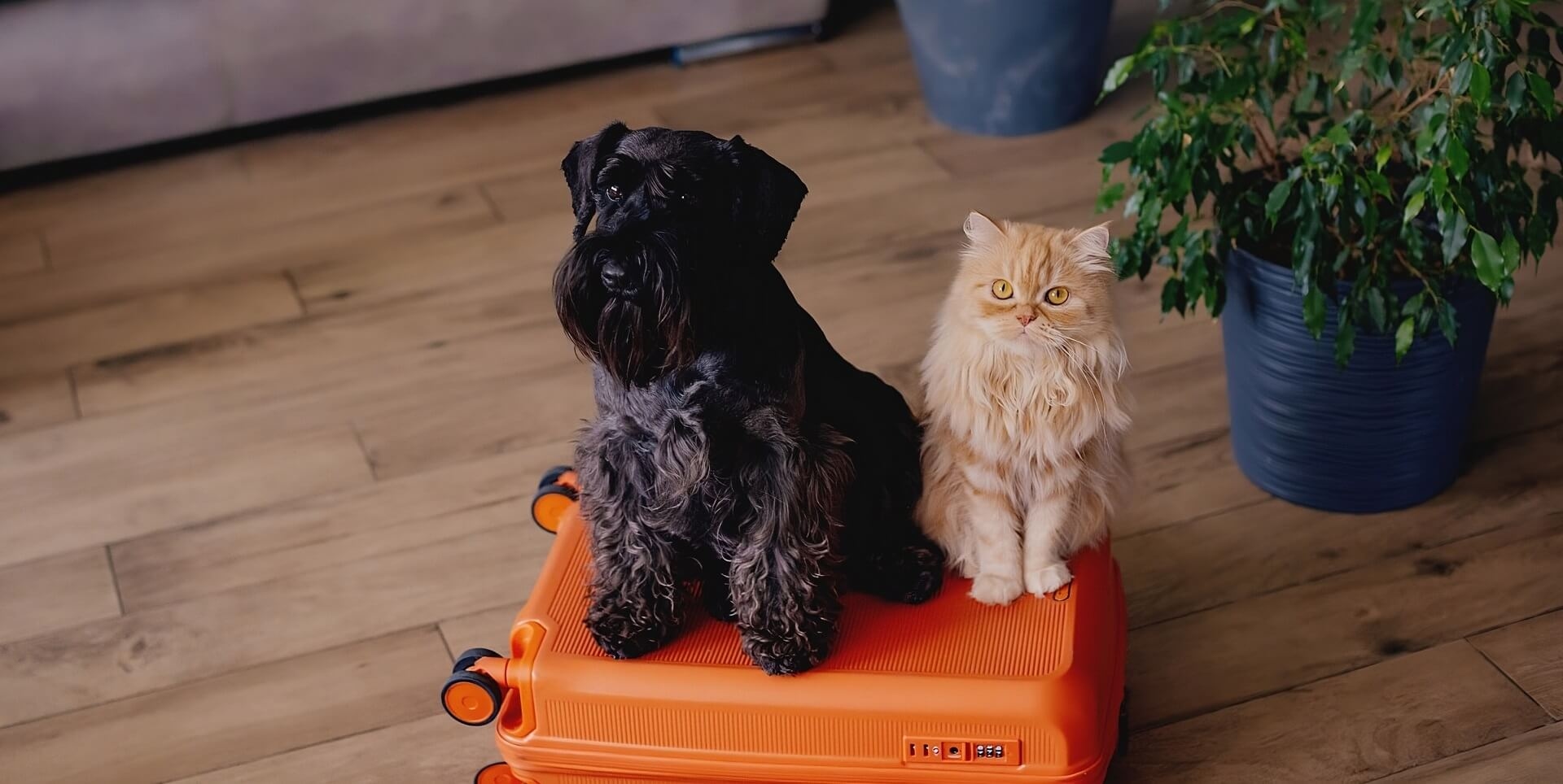 Aproveite as férias em Cabo Verde com o seu pet
