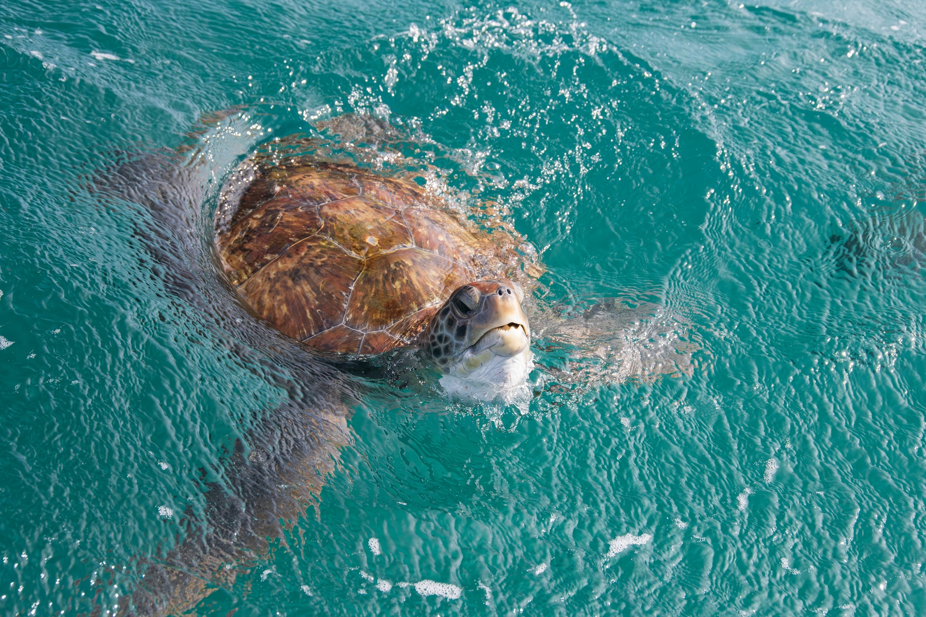 Voluntariado ambiental em Cabo Verde