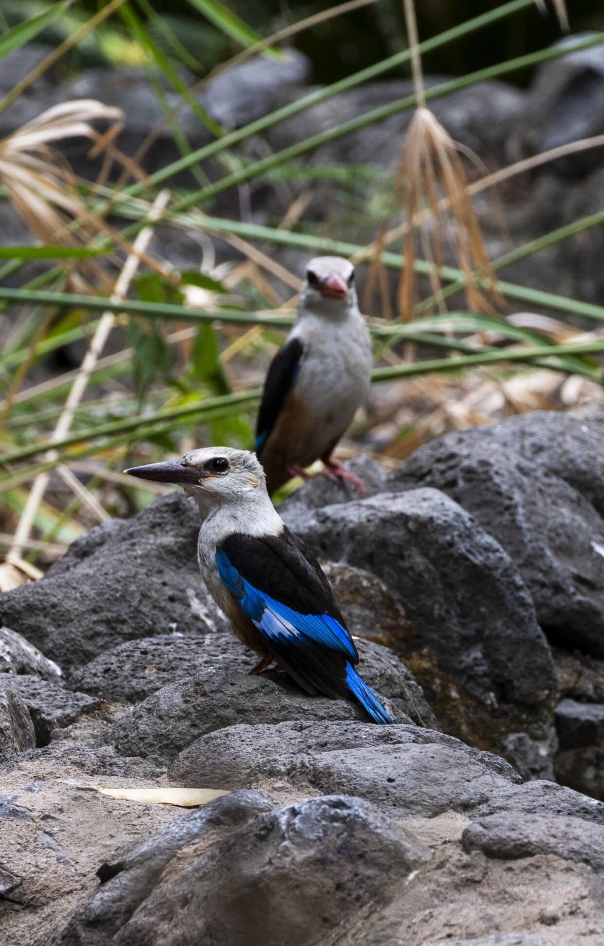 Jardim Botânico de S. Jorge dos Órgãos